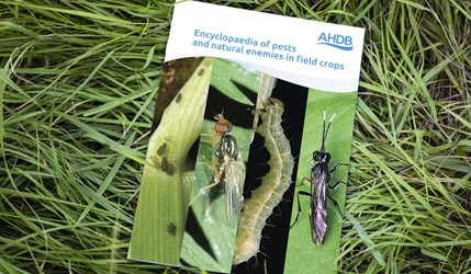 The front cover of the AHDB pest encyclopaedia